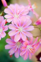 Lewisia Cotyledon 'Regenbogen' flowers