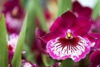 Miltonia Drippierflor - Orchid flower