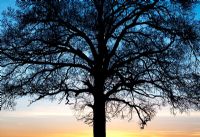 Quercus - Oak Tree silhouette at sunset