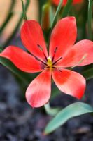 Tulipa linifolia - Tulip Batalinii Group 'Red Gem'