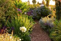Path running along upper garden is framed with shrubs including Hydrangeas and Zantedeschias. Poppy Cottage Garden, Roseland Peninsula, Cornwall, UK