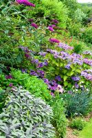Mixed border including Hydrangeas, Buddleja and Salvia officinalis 'Purpurascens' - Purple Sage. Poppy Cottage Garden, Roseland Peninsula, Cornwall, UK