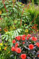 Red Dahlia, Melianthus major, Rudbeckias and tall Salvia confertiflora. Poppy Cottage Garden, Roseland Peninsula, Cornwall, UK