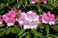 Rhododendron yakushimanum 'Mist Maiden