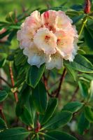 Rhododendron 'Horizon Monarch' 