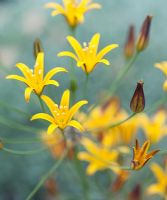 Bloomeria humilis - Dwarf goldenstar flowers