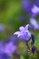Campanula lactiflora - Milky bellflower