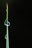 Dew Drops on a crocosmia lucifer leaf against a dark background