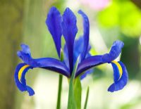 Iris x hollandica - Dutch Iris 'Blue Magic'