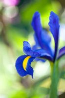 Iris x hollandica - Dutch Iris 'Blue Magic' 