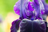 Bearded Iris 'Licorice Stick'