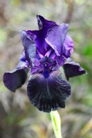 Bearded Iris 'Licorice stick'