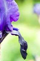 Bearded Iris 'Licorice stick'
