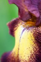 Tall Bearded Iris 'Provencal'
