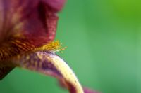 Tall Bearded Iris 'Provencal'