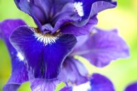 Iris sibirica 'Shirley Pope' -  Siberian iris