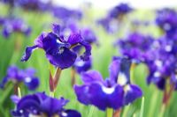 Iris sibirica 'Shirley Pope' -  Siberian Iris
