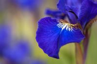 Iris sibirica 'Little Annie ' -  Siberian Iris