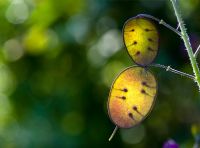 Lunaria annua - Honesty flower seed pods back lit by sunlight