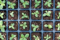 Nicotiana langsdorffii - Tobacco plant flower seedlings in a seed tray
