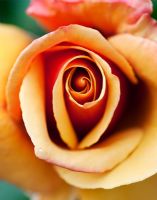 Rosa 'Belle Epoque' syn. 'Fryyaboo' - Hybrid Tea Rose