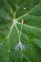 Dew covered Dandelion seed bearing parachute on a leaf