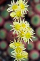 Sempervivum Ciliosum  - Houseleek flowers