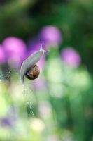 Helix aspersa - Garden Snail crawling on pane of greenhouse glass 