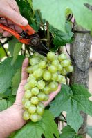 Harvesting grapes - Vitis