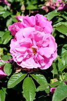 Rosa 'Roseraie de L'Hay'