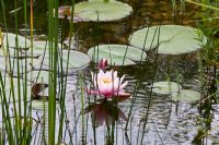 Scene from the natural swimming pool with waterlily - Nymphaea