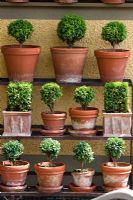 Wooden shelf with a collection of various shaped Buxus in terracotta pots, Buxus sempervirens 'Bullata' and Buxus sempervirens 'Suffruticosa'