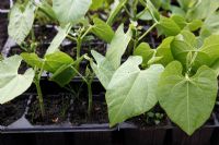 Phaseolus vulgaris - French Bean 'Saxa', plants on propogating bench