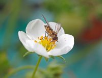 Hoverfly feeding on Fragaria - Strawberry flower