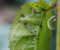 Hoverfly larvae eating Myzus cerasi - Cherry Blackfly Aphids
