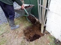 Planting a Grape vine - step 4 - add 150 mm of well rotted compost