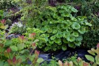 Astilbe, Acer, Cornus, Ligularia przewalskii and Darmera peltata growing alongside stream