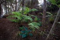 Newly planted woodland glade with Hostas and Cyathea dealbata - Tree Ferns