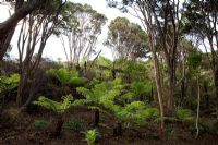 Newly planted tree ferns with Kunzea ericoides - Kanuka trees, New Zealand