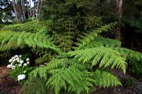 Cyathea dealbata - Tree Fern and Hydrangea macrophylla 'Bridal Bouquet' in border, New Zealand