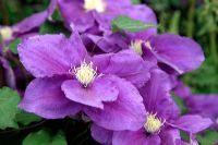 Clematis 'Kingfisher'. RHS Chelsea Flower Show 2011