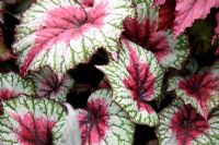Begonia 'Savanna Pink Parfait'. RHS Chelsea Flower Show 2011
