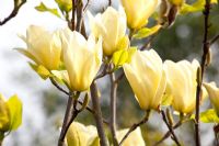 Magnolia brooklynensis 'Elisabeth'