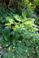 Shaded flowerbed with Hosta, Corydalis lutea and Bergenia