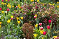 Spring border including Tulipa, Helleborus orientalis and Paeonia
