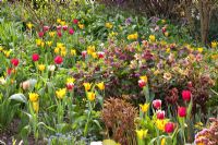 Spring border including Tulipa, Helleborus orientalis and Paeonia 
