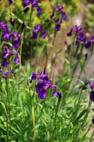 Iris chrysographes 'Mandarin Purple'