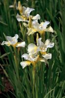Iris sibirica 'Dreaming Yellow'