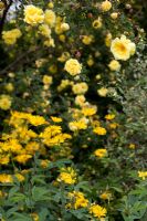 Yellow planting scheme of Coreopsis verticilata 'Moonbeam' and Rosa