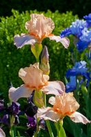 Iris germanica 'Karinka'